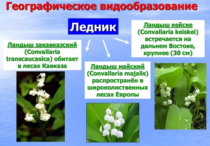 Географическое видообразование ландыша Географическое видообразование ландыша