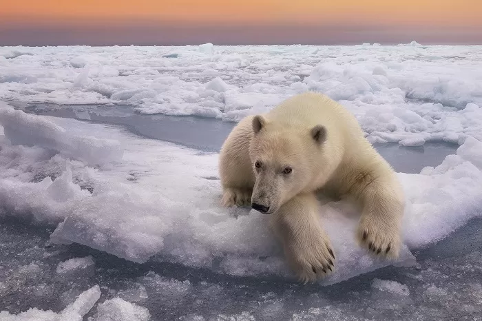 Белый медведь Белый медведь