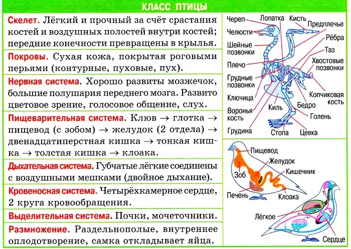 Признаки птиц