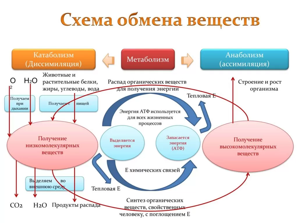 Обмен веществ Обмен веществ