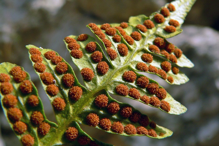 какое поколение преобладает в жизненном цикле водорослей мхов папоротников семенных растений