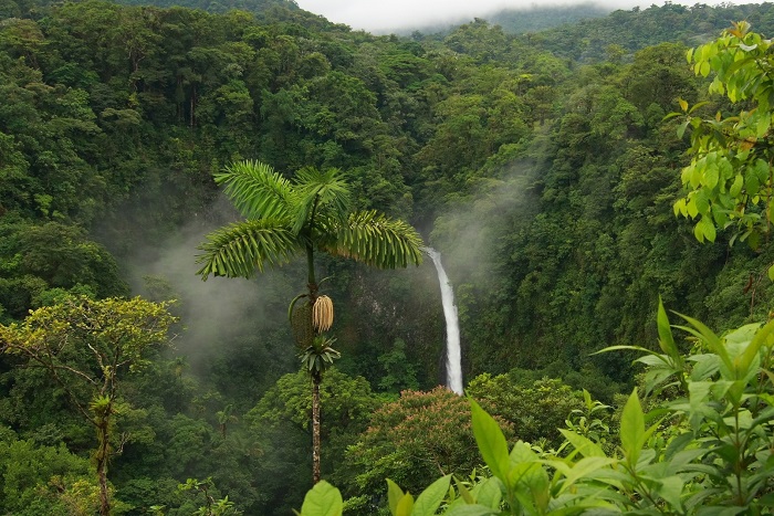 Экваториальные леса Южной Америки