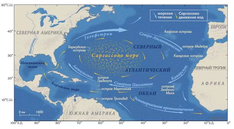 Саргассово море течения Саргассово море-3.jpg