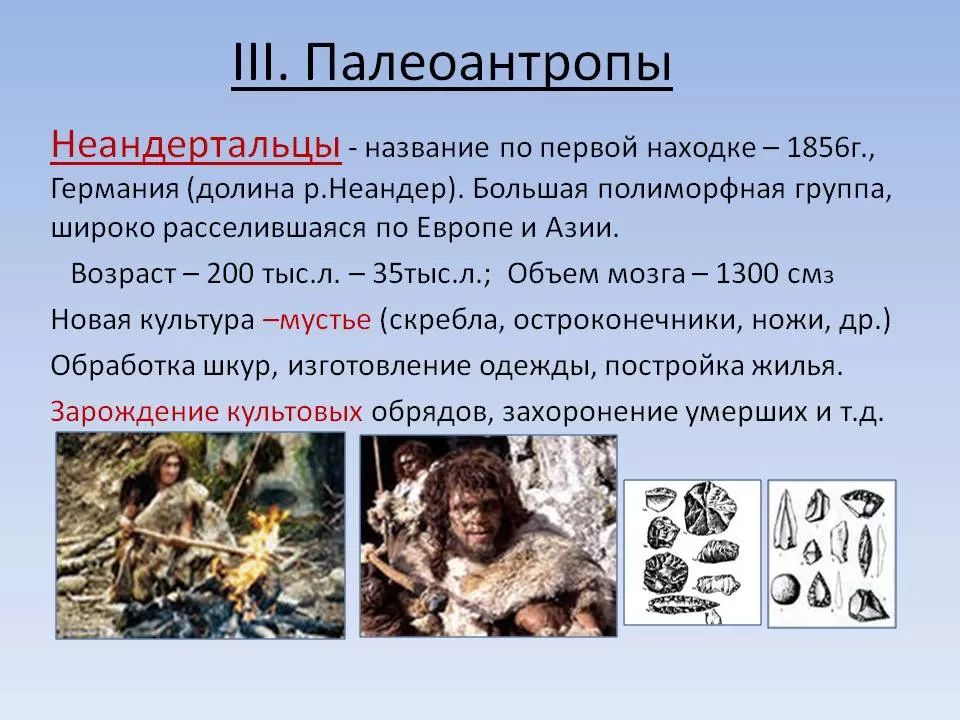Палеонтропы Палеонтропы