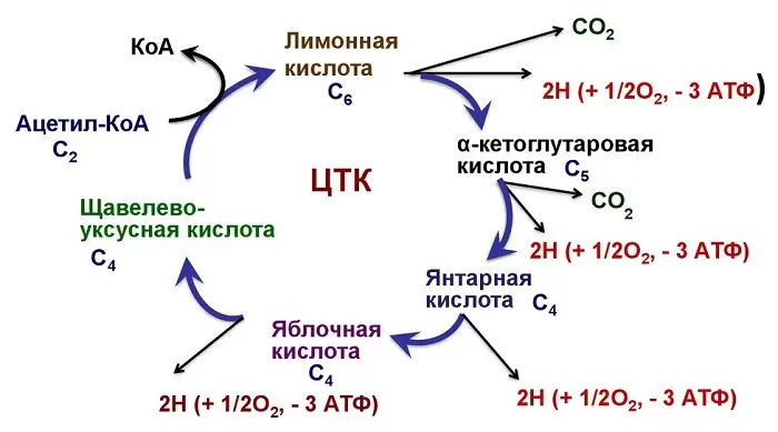 Цикл Кребса