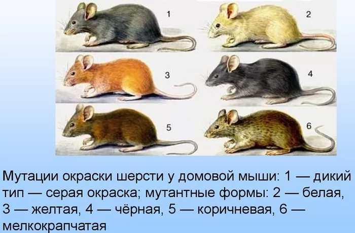 Мутагенез Мутагенез