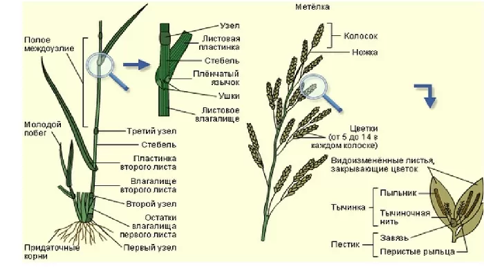 Листья злаковых