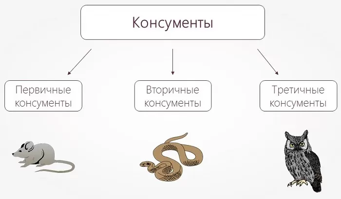 Консументы 1 2 3 порядка Консументы 1 2 3 порядка