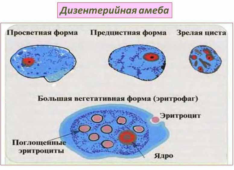 Амеба дизентерийная