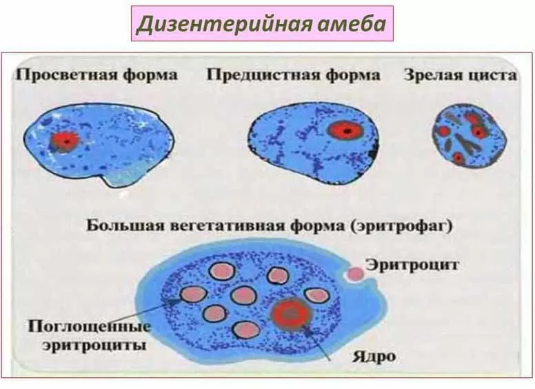 Амеба дизентерийная Амеба дизентерийная