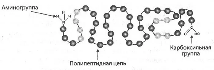 Первичная структура белка Первичная структура белка