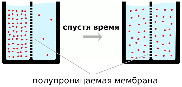 Диффузия в жидкостях Диффузия в жидкостях
