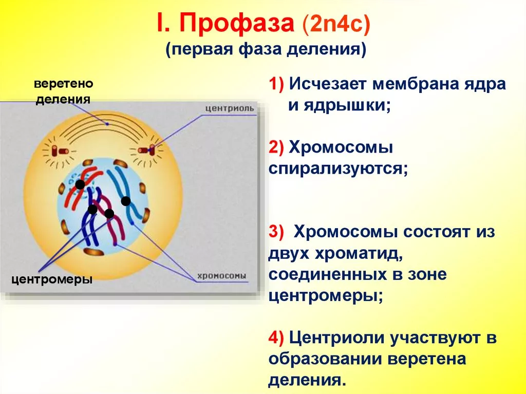 Профаза Профаза