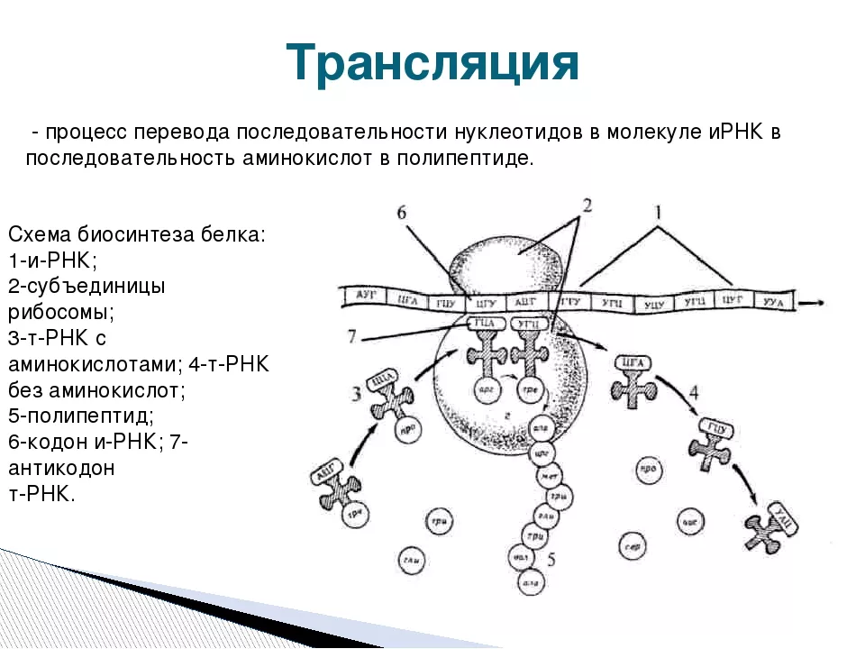 Трансляция Трансляция