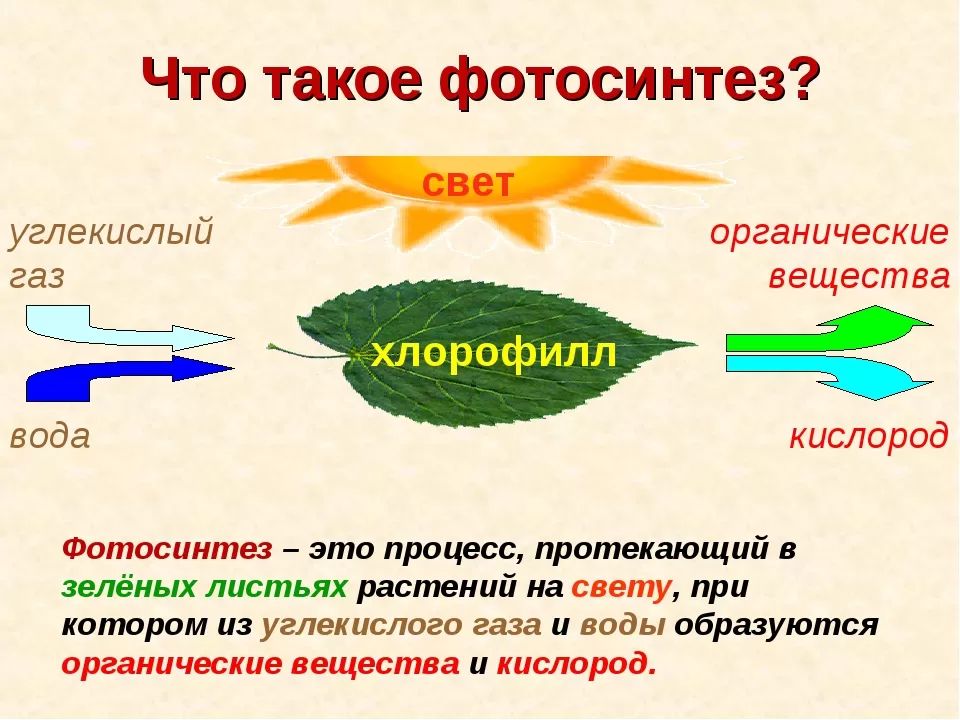 Фотосинтез Фотосинтез