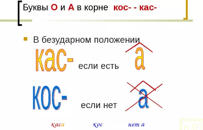 Кас кос-3.jpg Корень кас