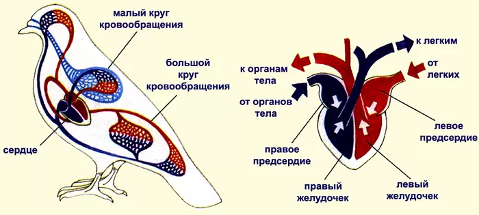 Сухая и тонкая кожа характерный признак птиц thumbnail