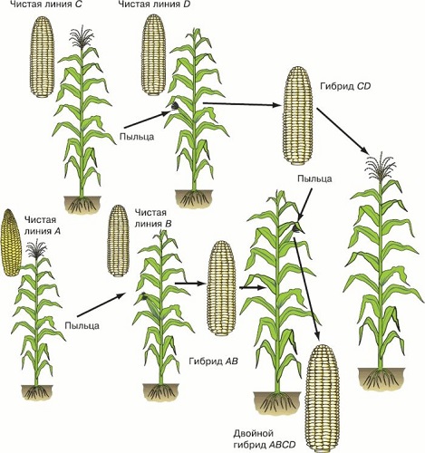 Селекция кукурузы