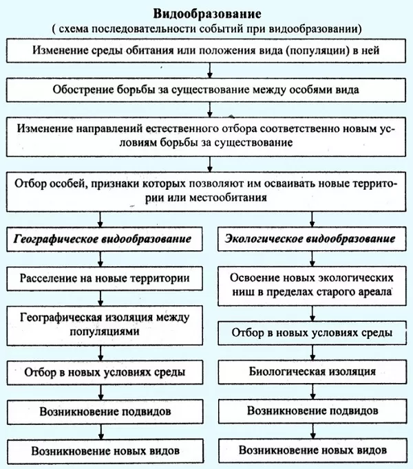 Этапы видообразования Этапы видообразования