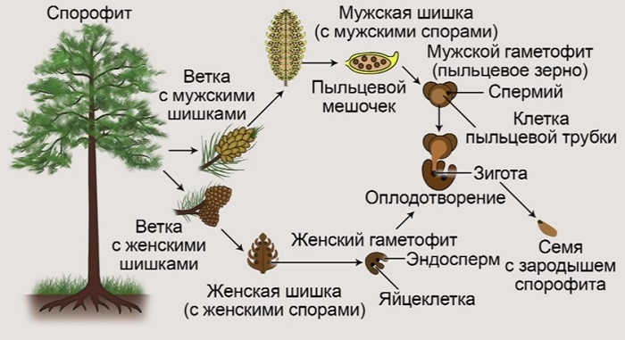 Спорофит и гаметофит у растений