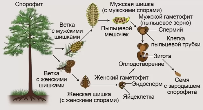 Спорофит и гаметофит у растений Спорофит и гаметофит у растений