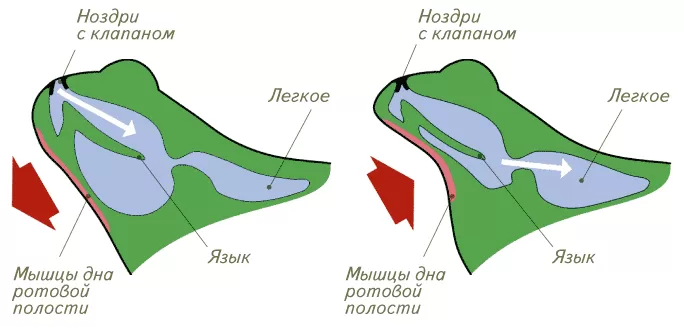 Дыхательная система земноводных