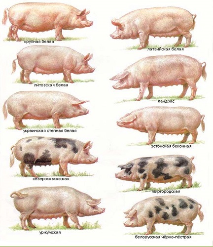 Селекция свиней