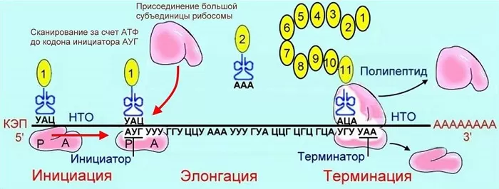 Трансляция Трансляция