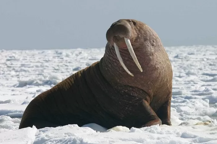 Морж на льду Морж на льду