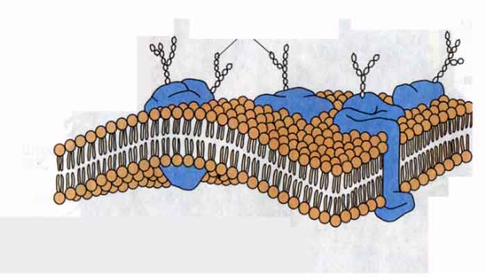 органоиды эукариотической клетки