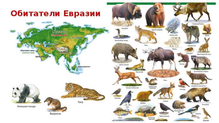 животные материка евразия