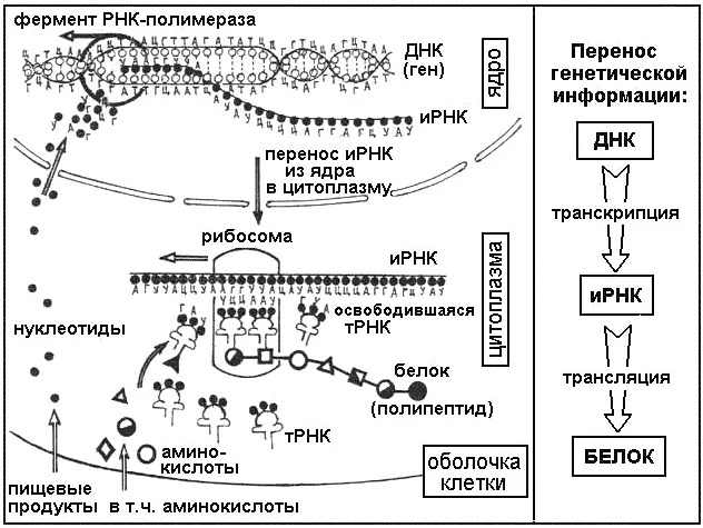 Синтез белка Синтез белка