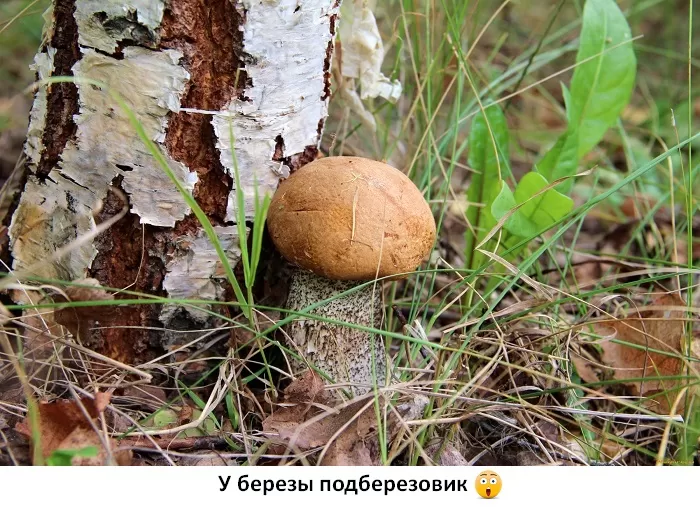 Подберезовик Подберезовик