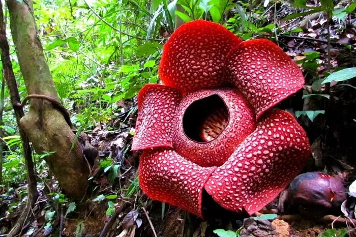 Rafflesia arnoldii Rafflesia arnoldii