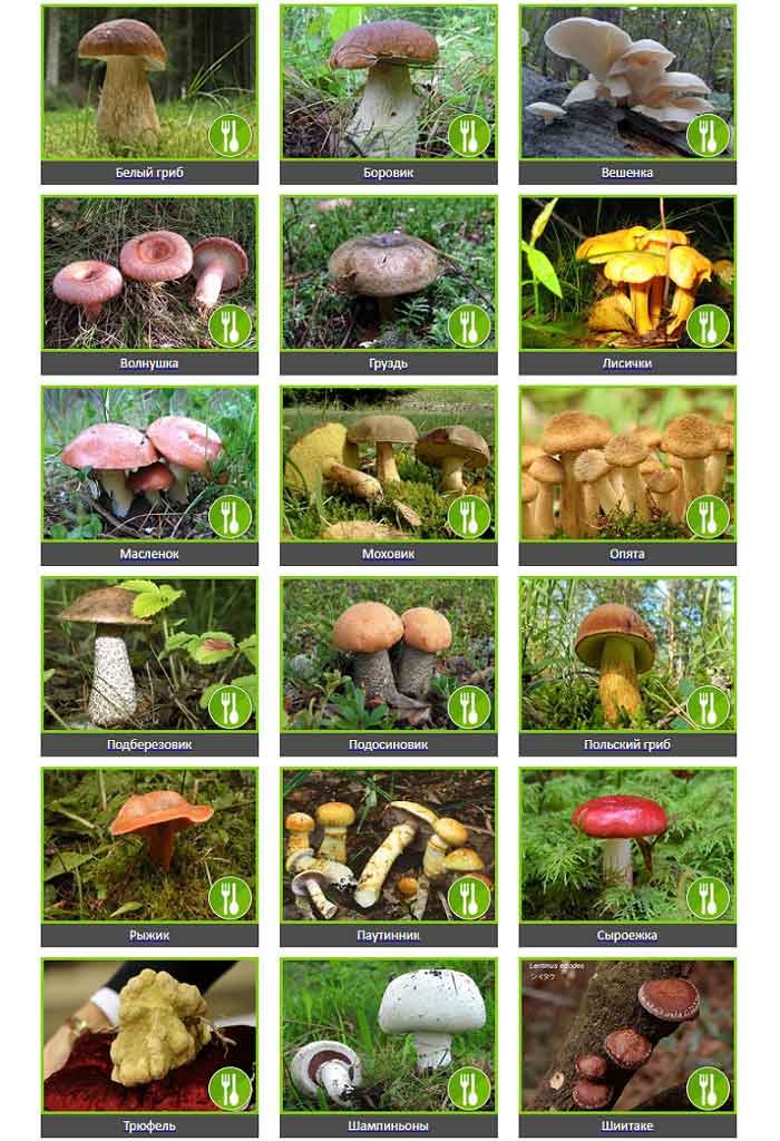 съедобные шляпочные грибы