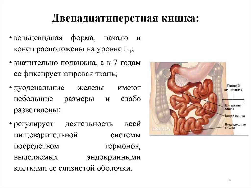 Двенадцатиперстная кишка Двенадцатиперстная кишка