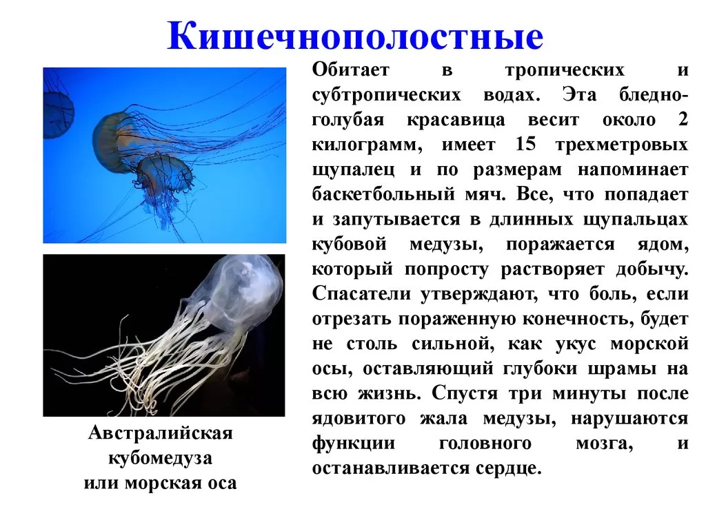 Морская оса Морская оса