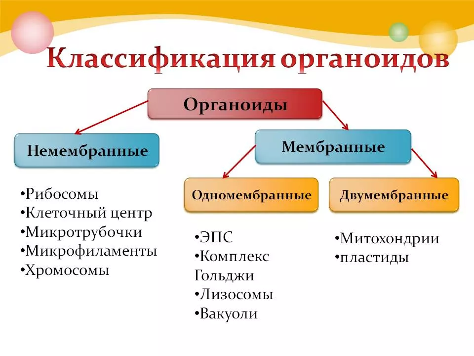 Органоиды Органоиды
