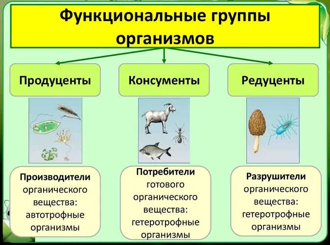 Функциональные группы Функциональные группы