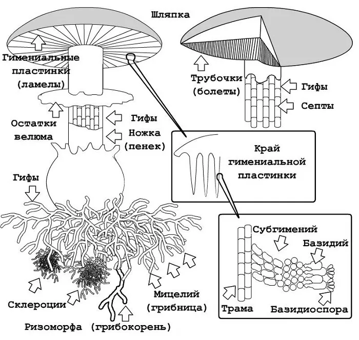 Строение шляпочного гриба Строение шляпочного гриба