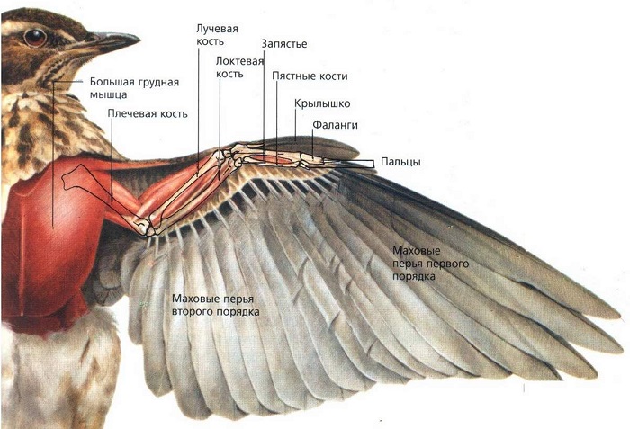 Двигательная система птиц