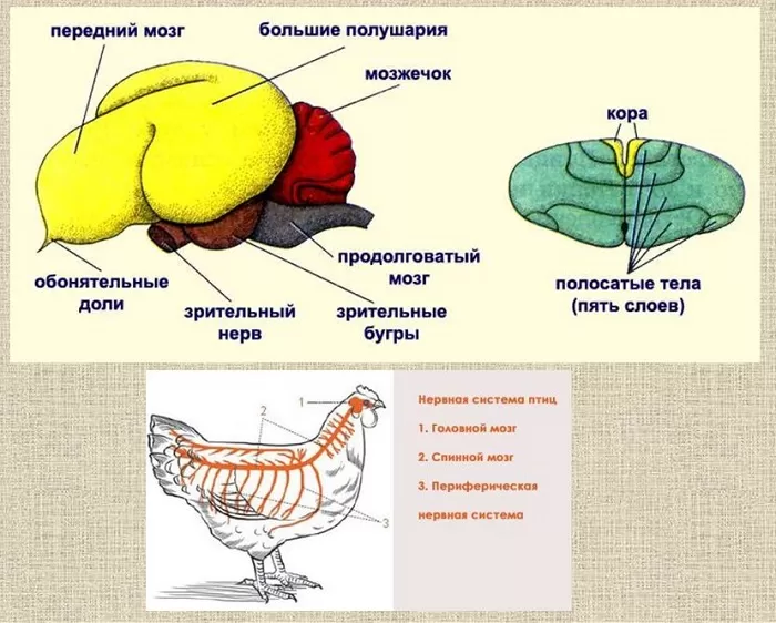 Нервная система птиц