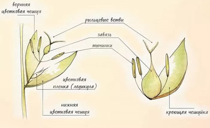 Строение цветка злаковых
