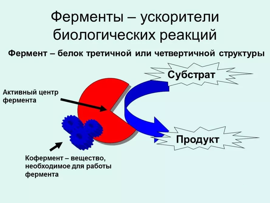 катализатор вещество химическую реакцию