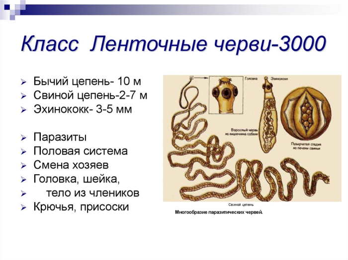 органы ленточных червей