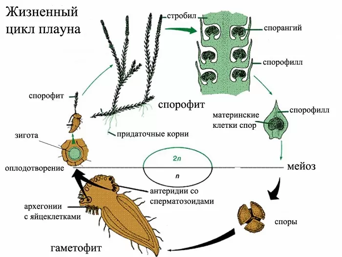 Жизненный цикл плауна Жизненный цикл плауна