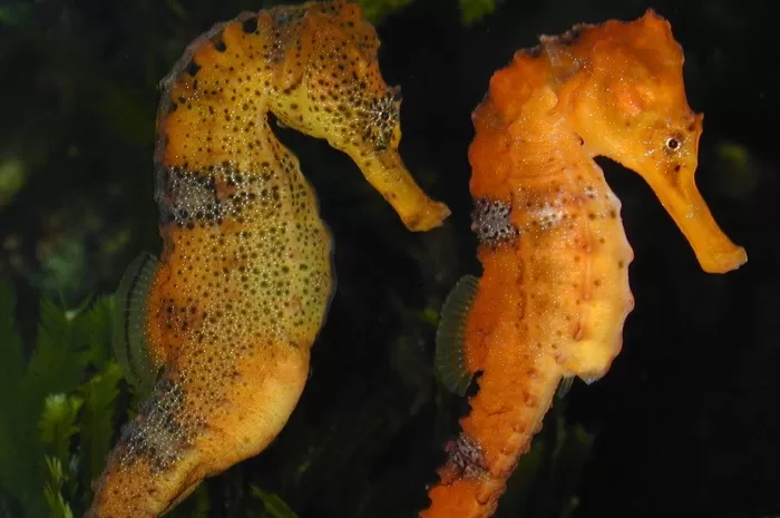 Морские коньки Морские коньки