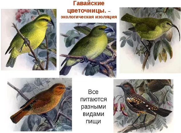 Экологическая изоляция Экологическая изоляция