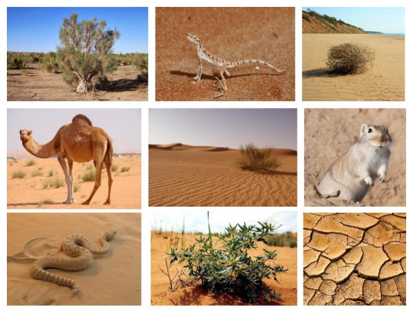 животные тропические пустыни