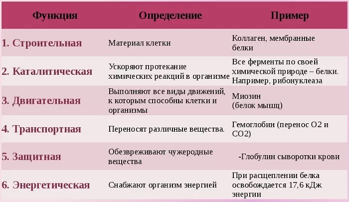 Функции белка Функции белка